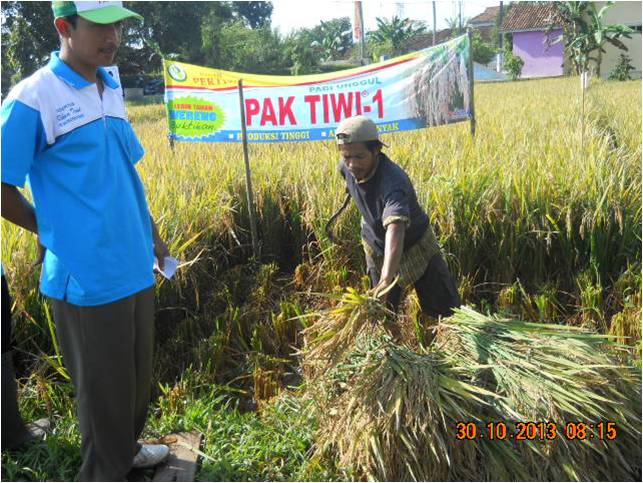 Pengubinan padi pak tiwi-1 oleh PPL dan Gapoktan Rukun Tani