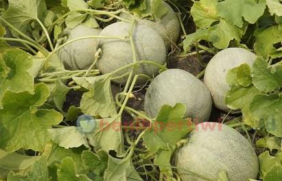 Menanam Melon Ivory Tanpa Lanjaran Telasah Benih Pertiwi