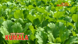 kumala