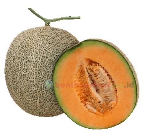 Melon Nobel