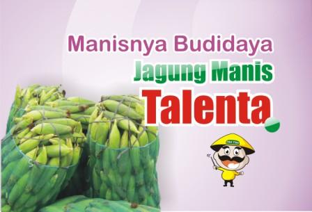 Budidaya Jagung Manis Talenta
