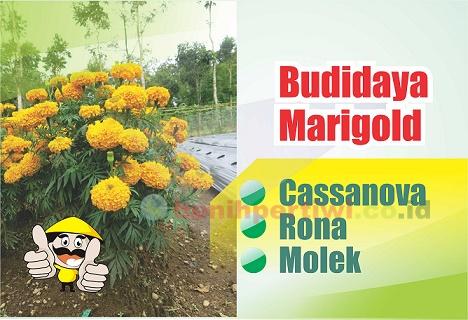 Budidaya Marigold