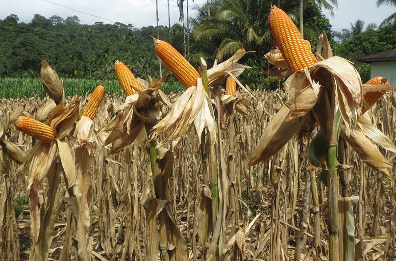 Benih Jagung Pertiwi-3 Tahan Bulai