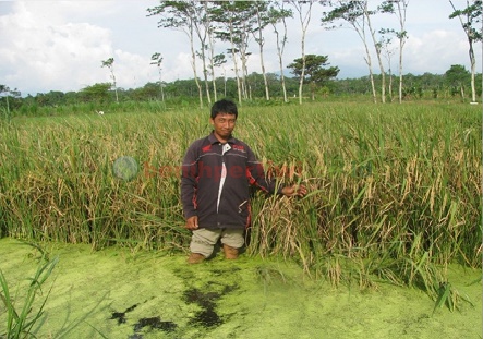 Padi Pilihan untuk La Nina, Kemarau Basah atau Curah Hujan Tinggi