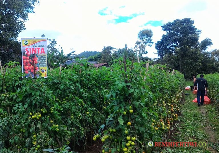 Tomat Sinta, Buah Lebat, Lebih Tahan Virus Kuning