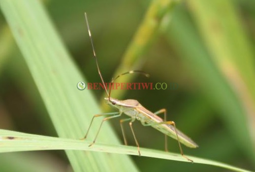 Membuat Perangkap Walang Sangit Sederhana Tanpa Bahan Kimia