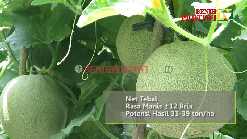 Melon Pertiwi ANVI, Lebih Tahan Virus, Lebih Menguntungkan