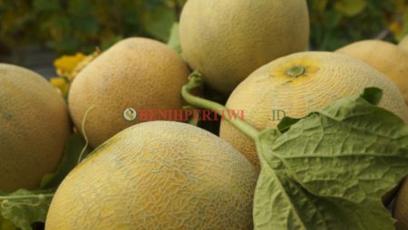 Melon Pertiwi, Melon Anti Virus, Modal Utama Panen Sukses