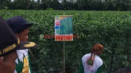 Kacang Panjang Pertiwi Mulai Dikenalkan di Banten
