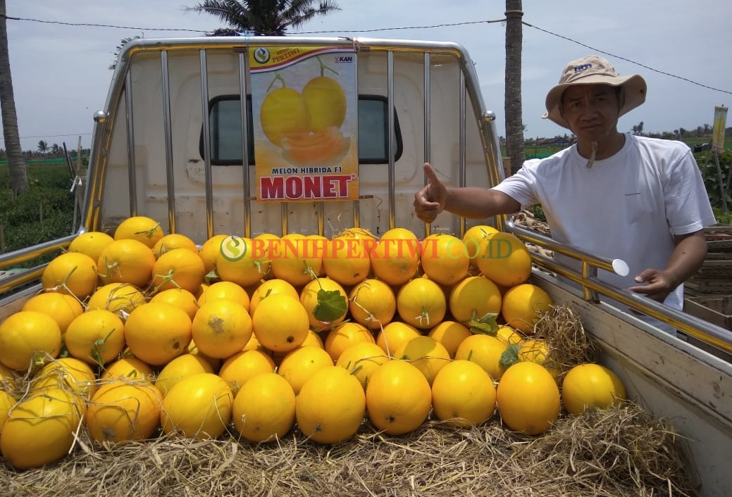 Gebrakan Baru Melon Monet di Pesisir Pantai, Lapak Senang, Petani Untung.