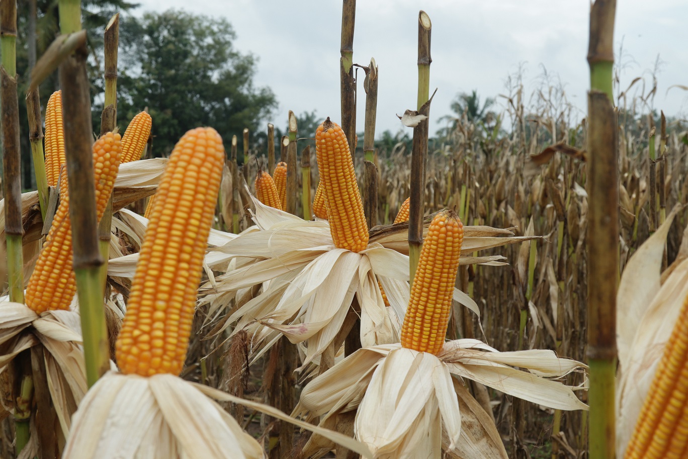 Jagung Pertiwi-5