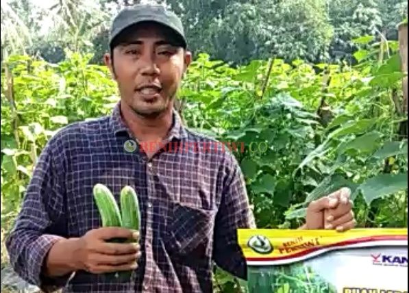 Lebih Mantab Tanam Timun Hibrida MIRA