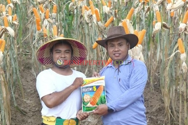 Menyibak Peluang Jagung PERTIWI 5 dalam Menunjang Ketersediaan Pakan Ternak