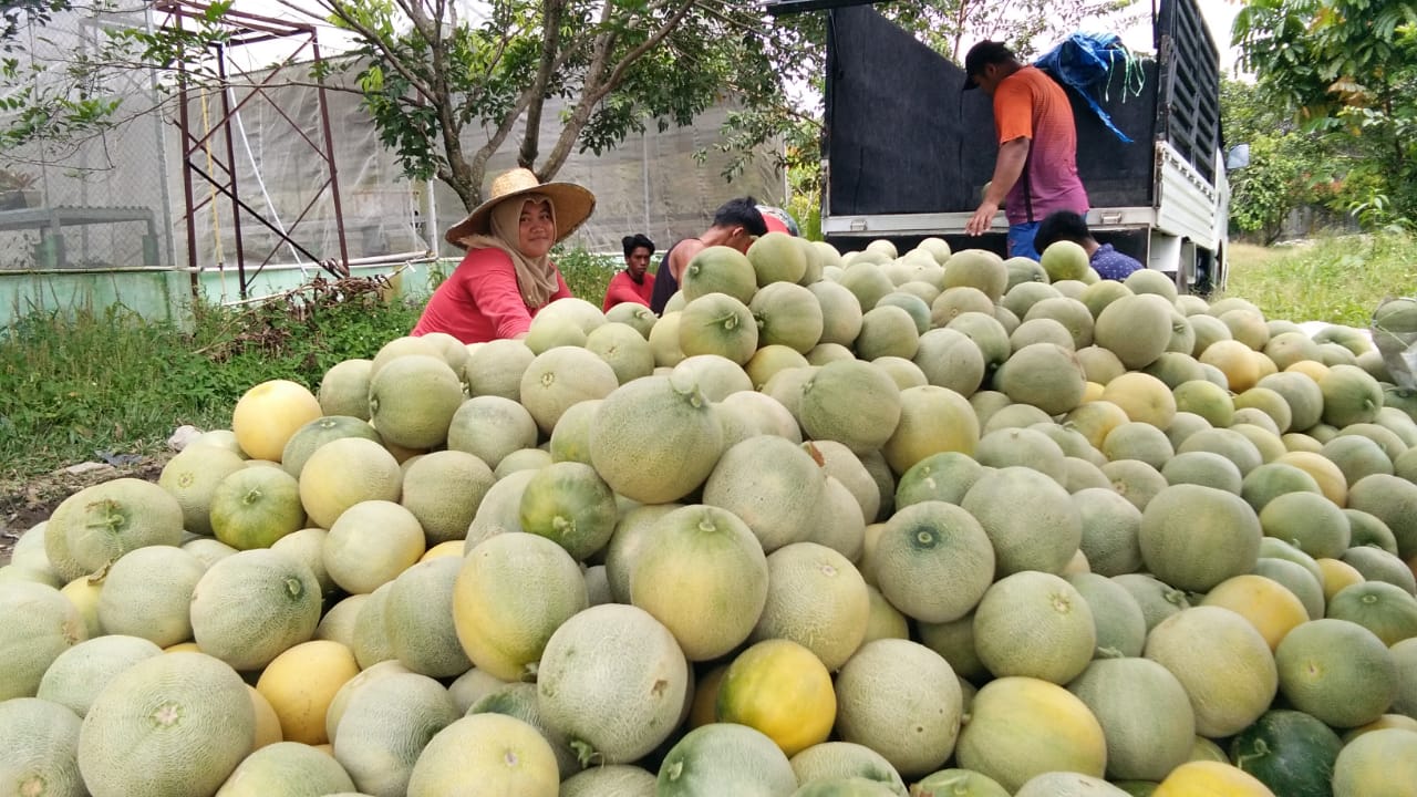 Melon Pertiwi Anvi Memang Juara Manisnya, Juara Hebatnya