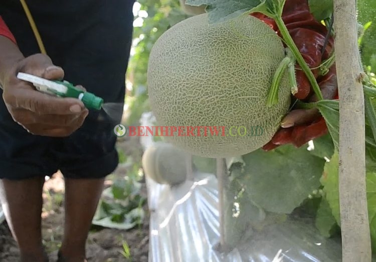 Cara Praktis Buah Melon Matang Serempak