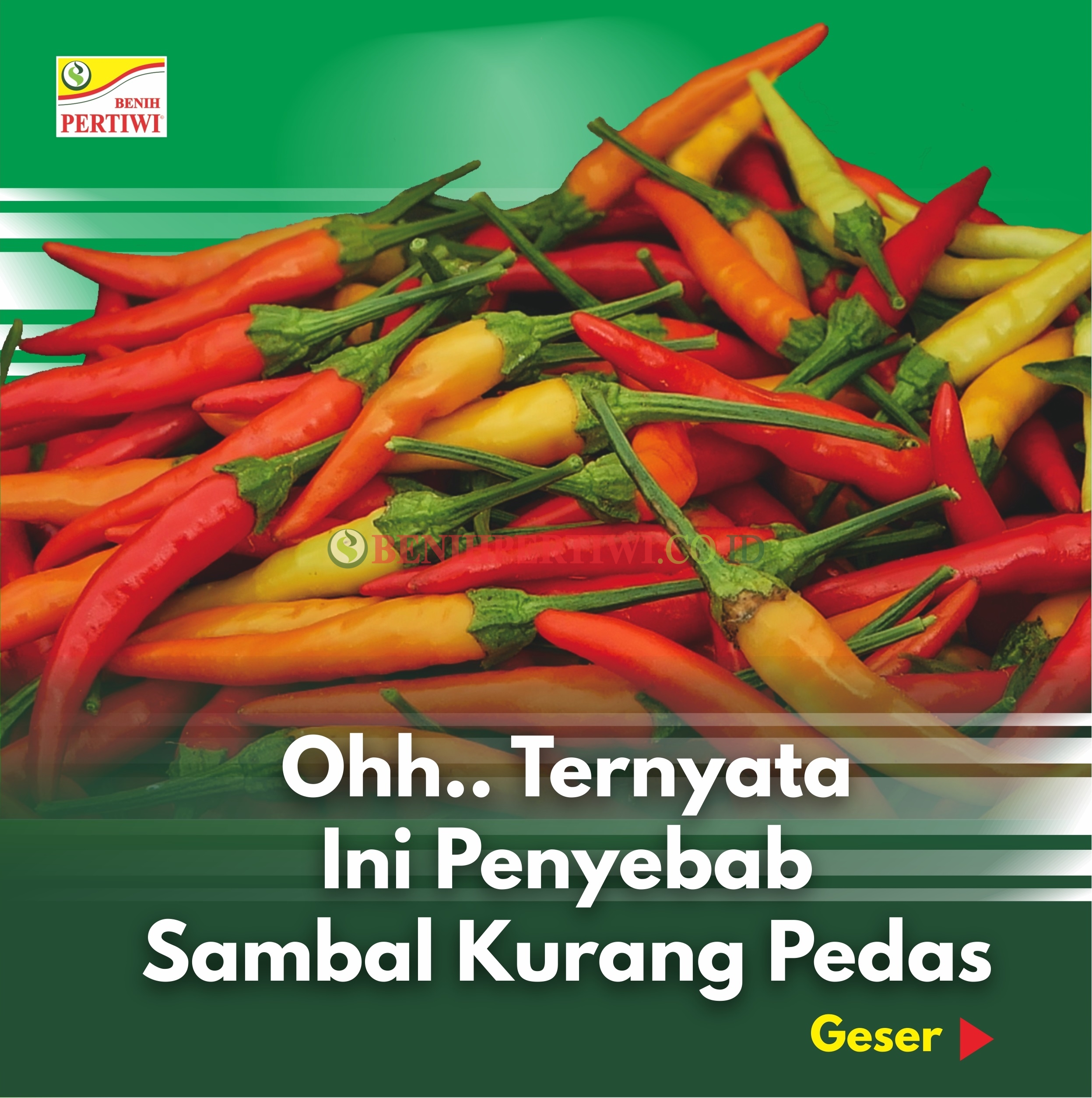 Mengatasi Harga Cabai Mahal dengan Cabai Kering