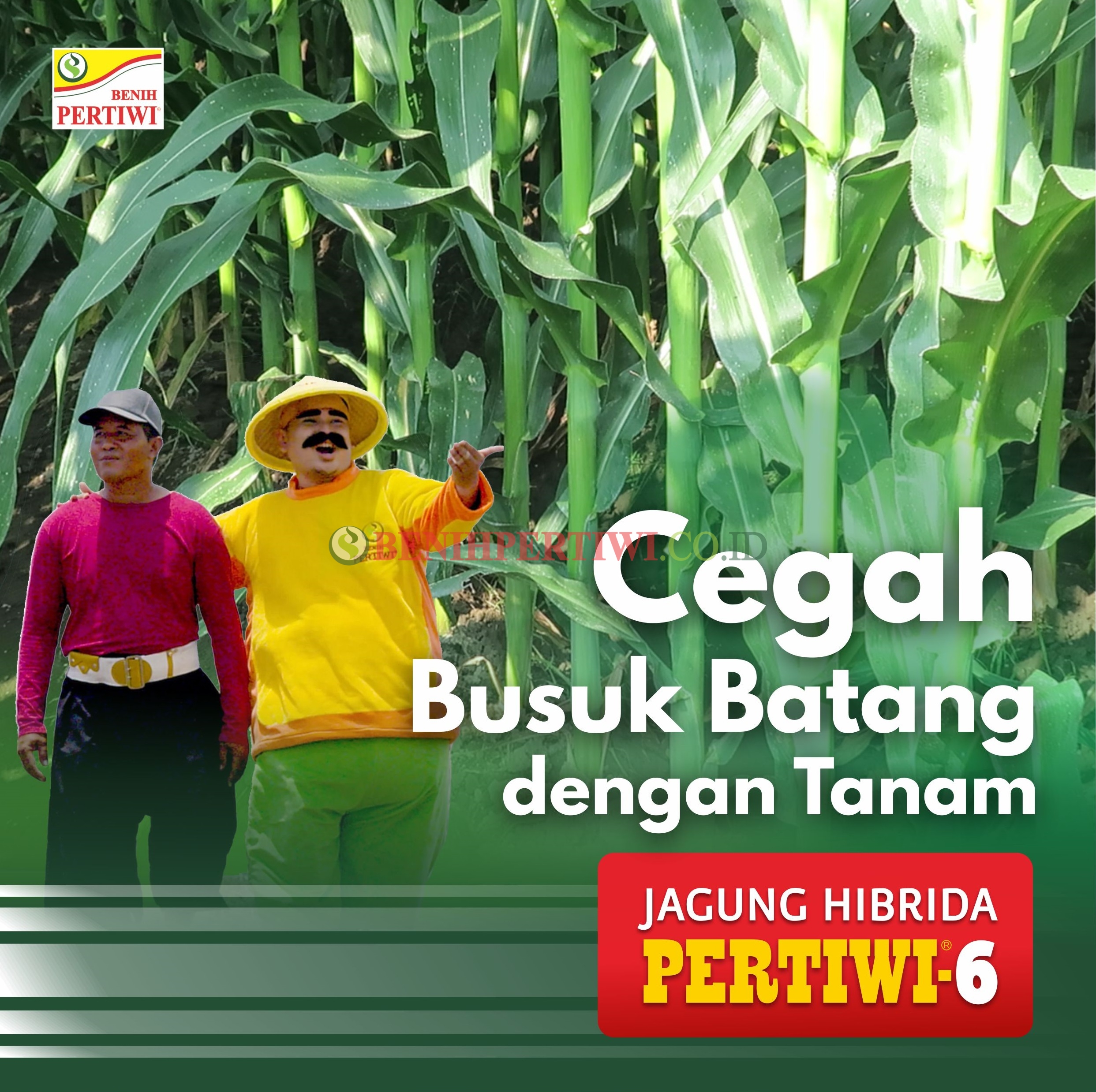 Cegah Busuk Batang dengan Menanam Jagung Hibrida Pertiwi-6