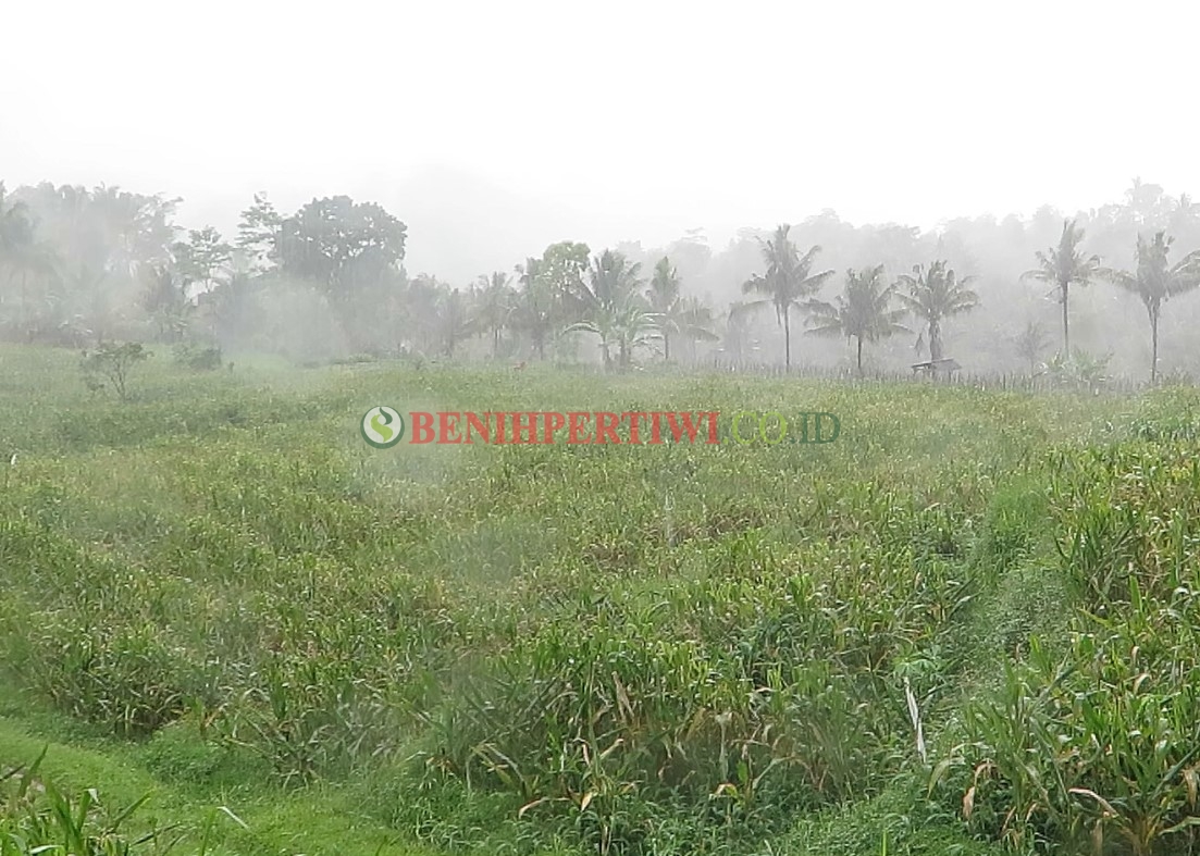 Musim Hujan dan Tips Pemupukan Tanaman