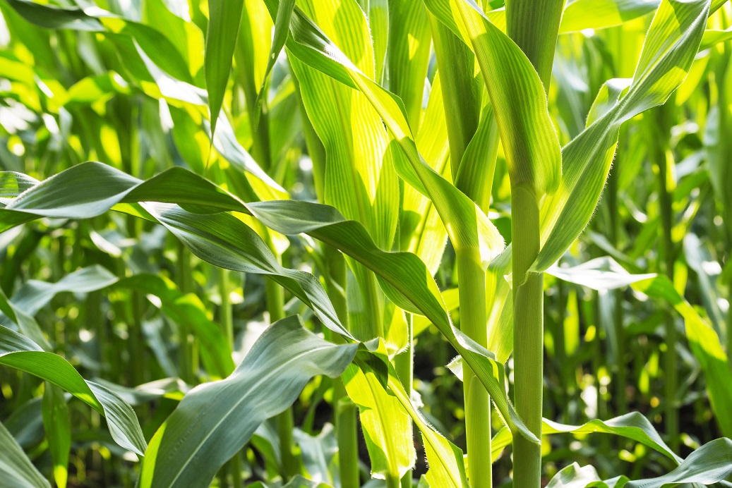 Pengaruh Perempelan Daun Bawah pada Jagung