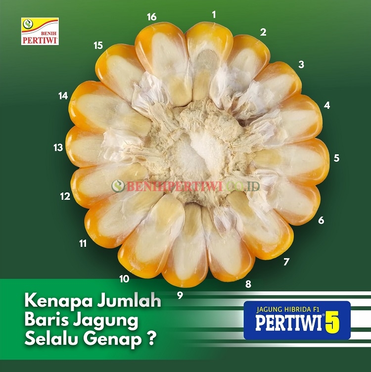 Kenapa Jumlah Baris Jagung Selalu Genap ?