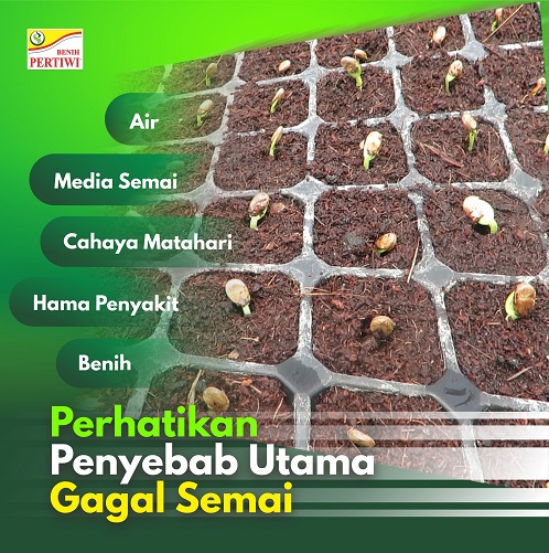 Perhatikan Penyebab Utama Gagal Semai