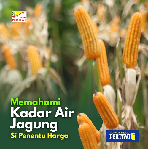 Memahami Kadar Air Jagung Si Penentu Harga