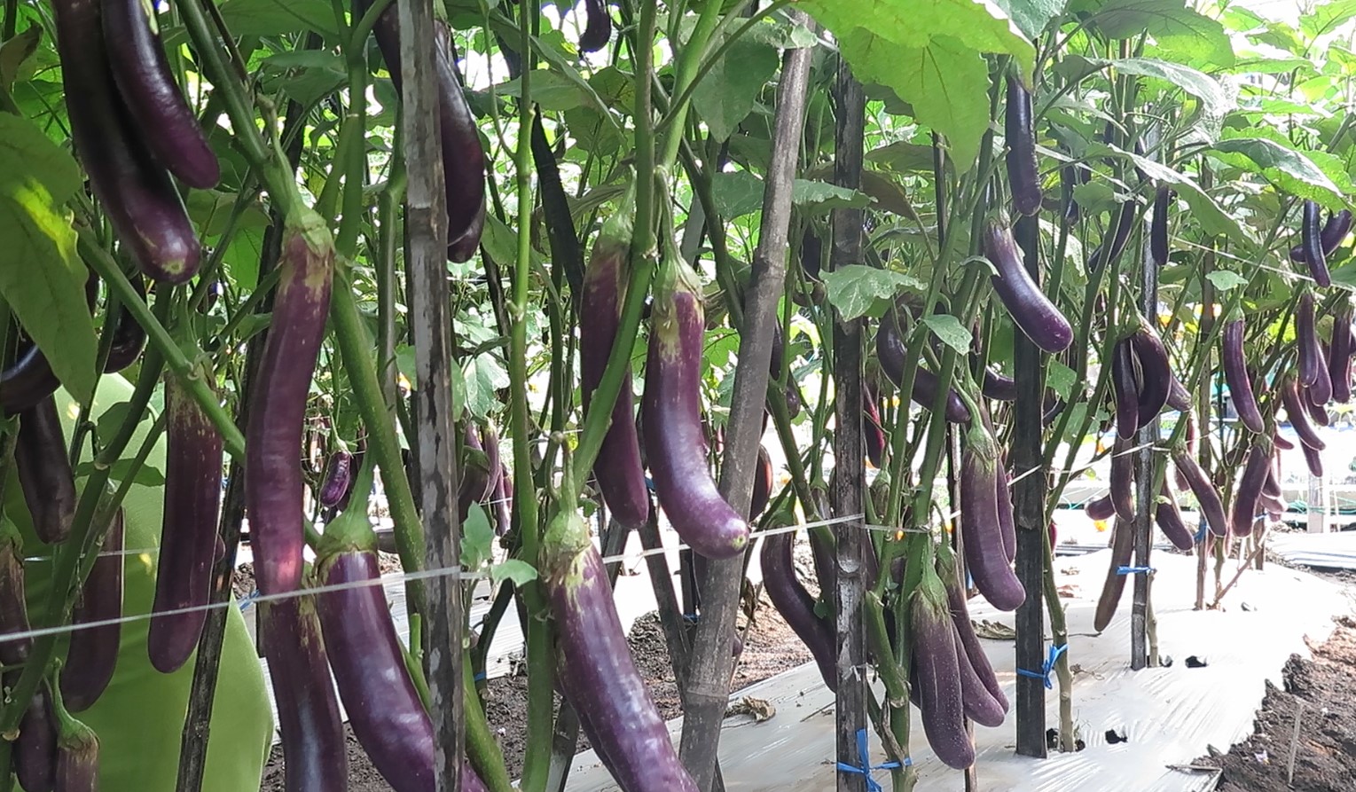 Menggali Potensi Agribisnis Terong, Peluang dan Tantangan