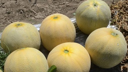 Tips Menentukan Umur Panen Melon yang Tepat
