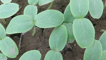 Perbedaan Tanam Benih Langsung dan Semai Bibit Melon