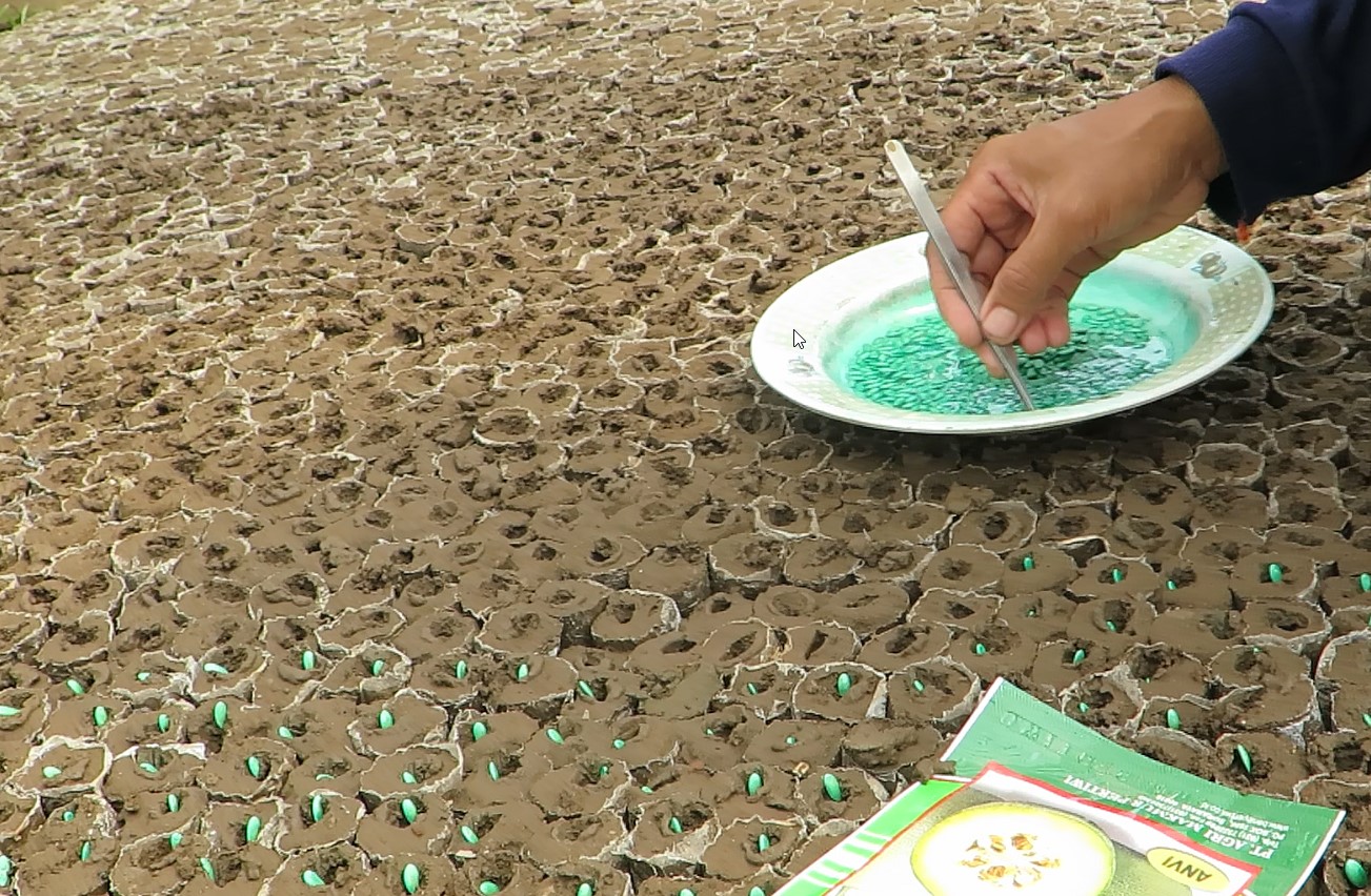 Lebih Baik Mana, Tanam Melon di Musim Hujan atau Kemarau ?