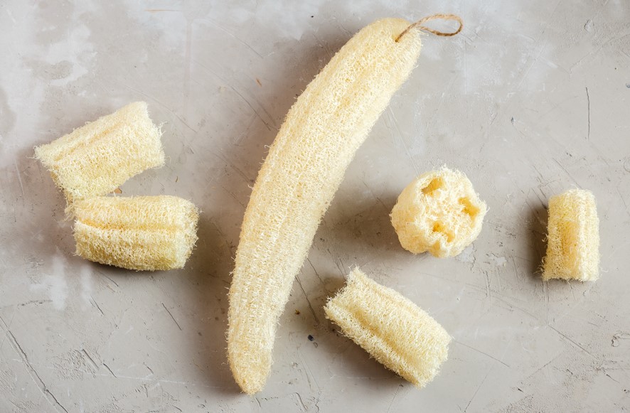 Kegunaan Oyong Selain untuk Konsumsi