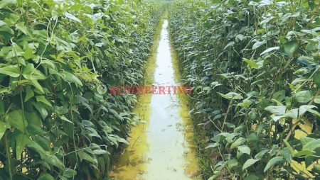 Manfaat Tanaman Kacang Panjang untuk Kesehatan Tanah