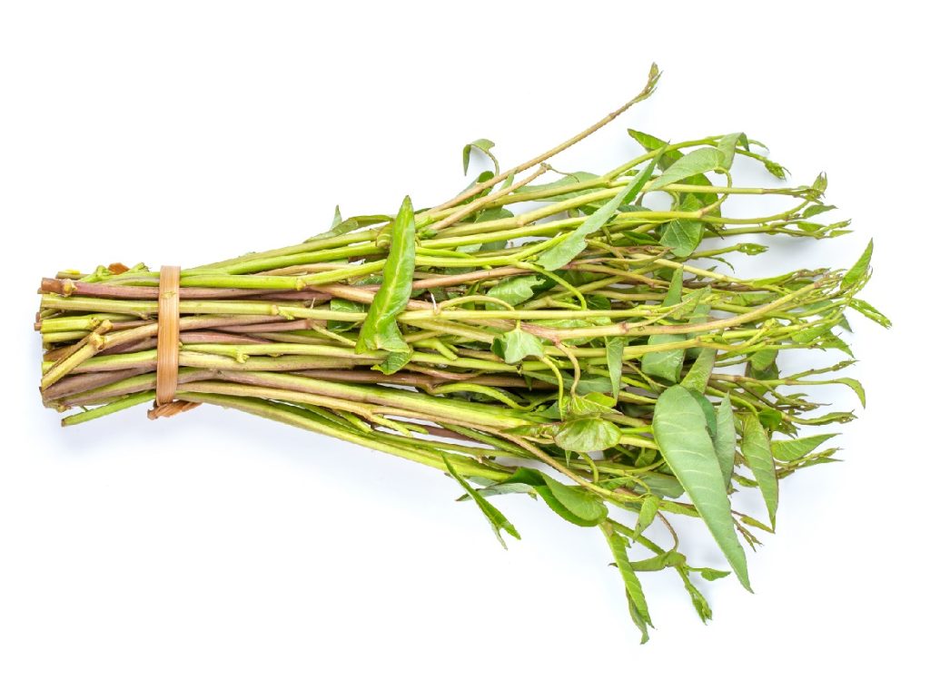 Perbedaan Kangkung Air dan Darat – BENIH PERTIWI