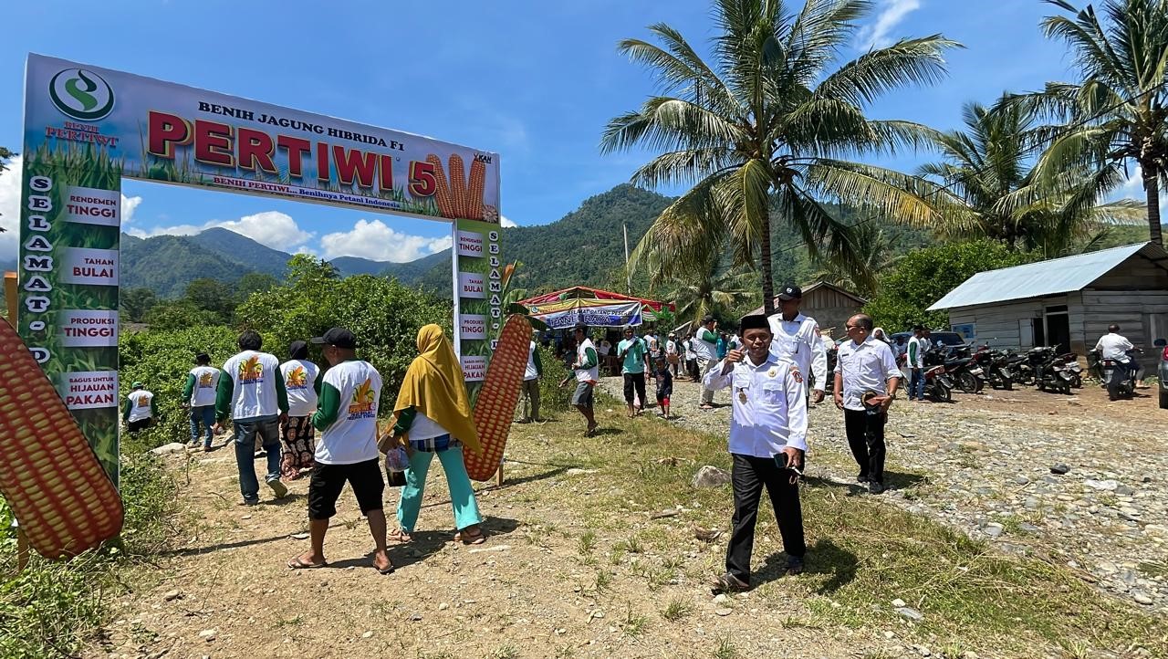 Mengapa Petani Gorontalo Perlu Menanam Jagung Pertiwi 5 ?