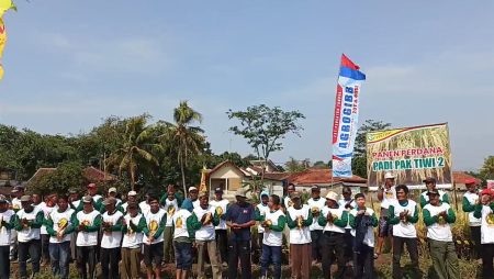 Panen Perdana Padi Pak Tiwi 2, Cianjur, Produksi Tinggi, Nasi Pulen