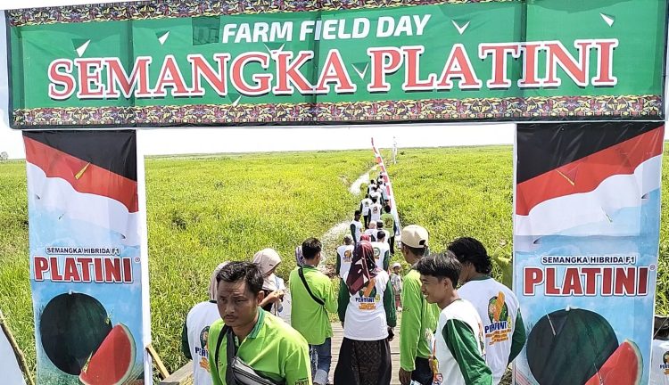 Farm Field Day Semangka Tanpa Biji Platini di Hulu Sungai Selatan, Kalimantan Selatan