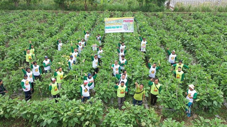 Terong Hijau Pratiwi Terbukti Lebih Tahan Virus