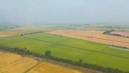 Indonesia Sempat Kelangkaan Beras, Bagaimana di Luar Negeri ?