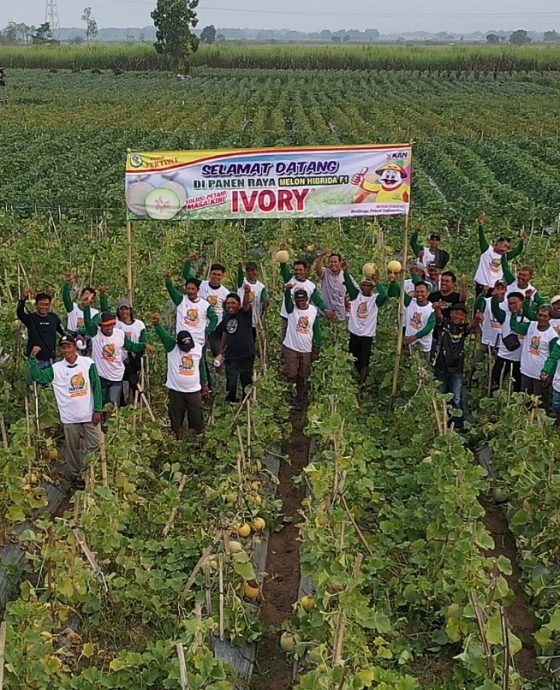Potensi Pasar Melon Ivory dalam Farm Field Day di Kediri