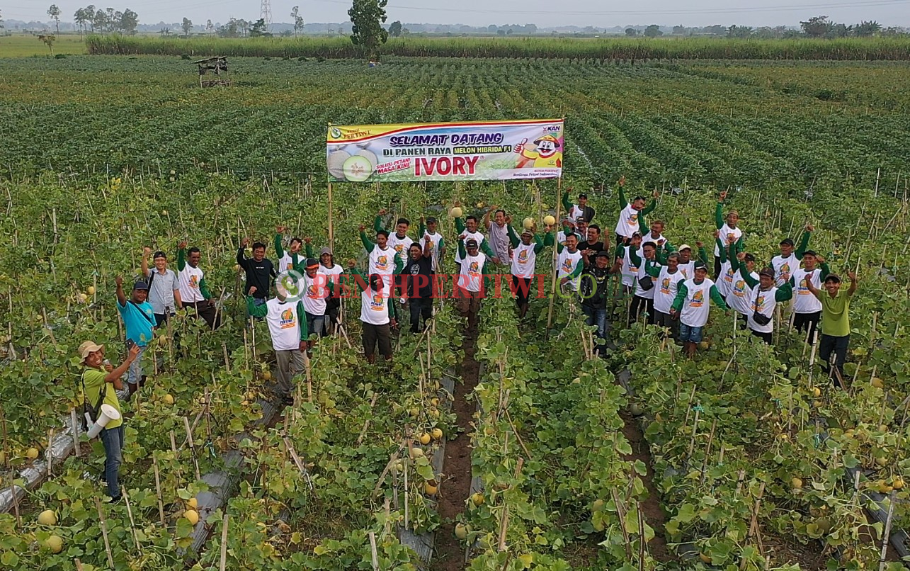 Potensi Pasar Melon Ivory dalam Farm Field Day di Kediri