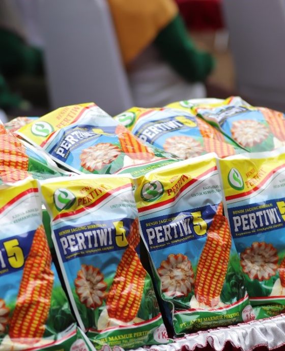 Cara Memilih Benih Jagung Hibrida Sesuai Kondisi Lahan
