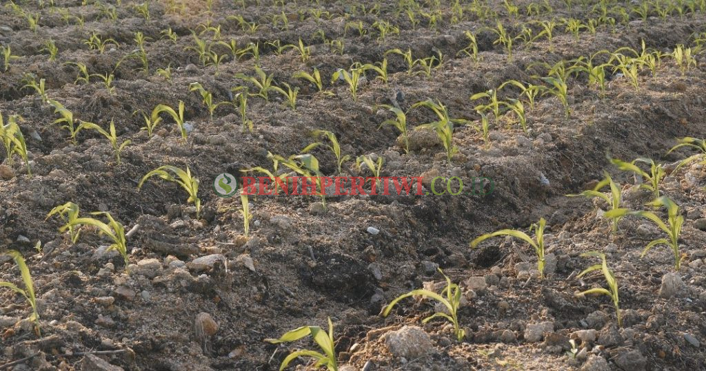Penanaman Jagung Musim Kemarau