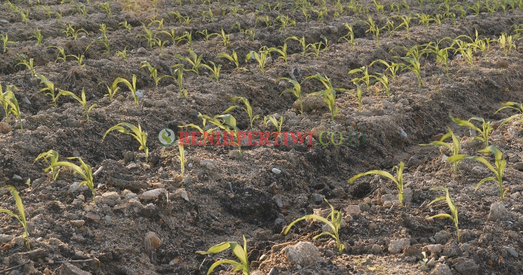 Waktu Tanam Jagung yang Tepat di Musim Kemarau