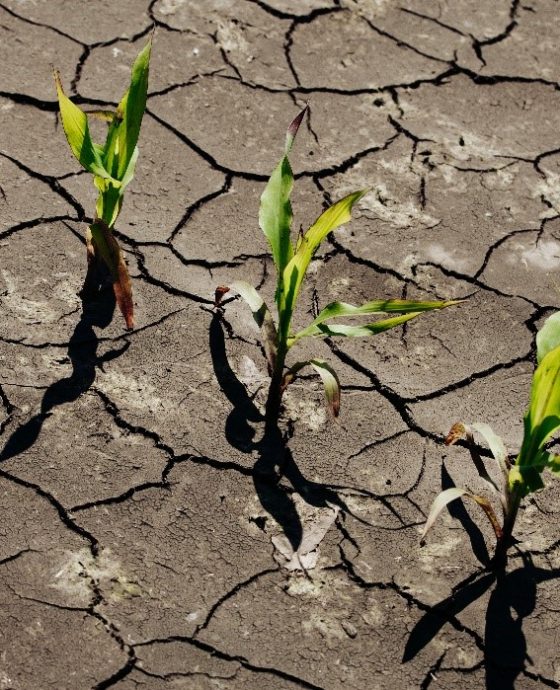 Kesalahan Petani Saat Musim Kemarau  dan Cara Menghindarinya