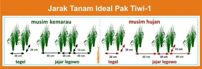 Jarak Tanam Ideal Padi Pak Tiwi-1